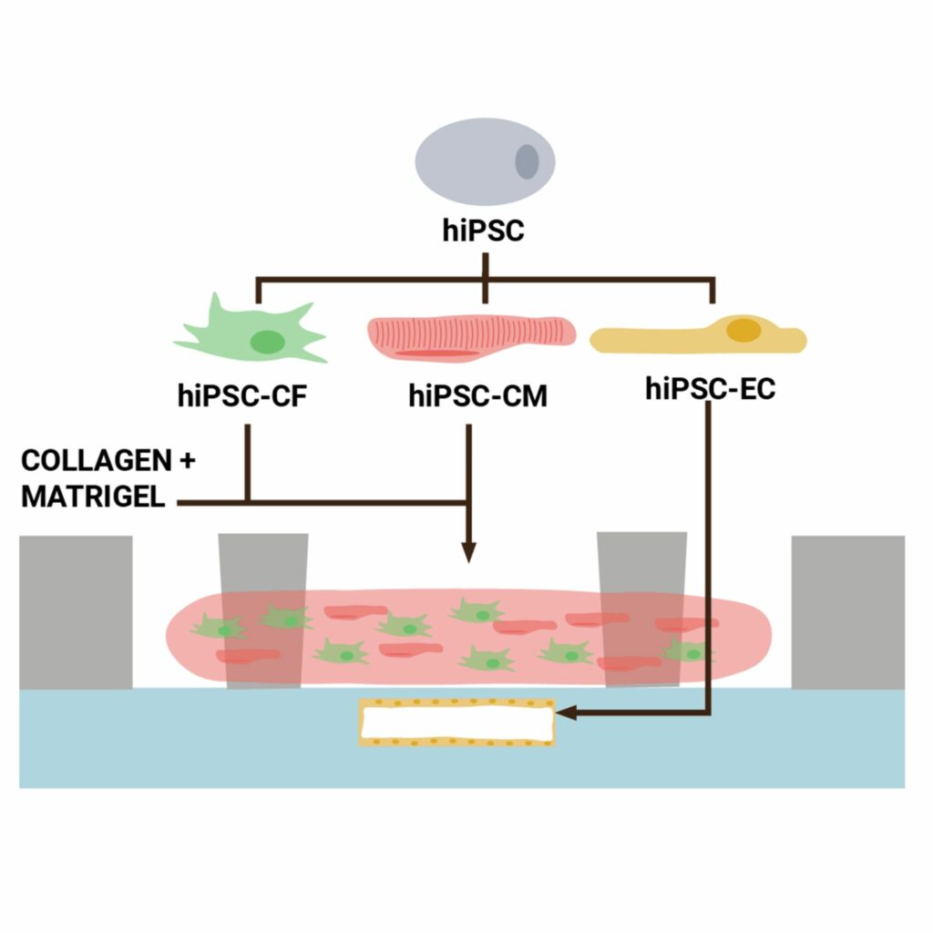 Muscle cell culturing
