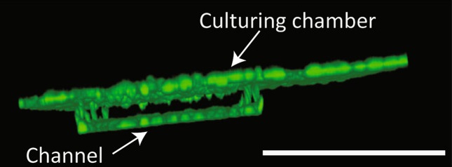 Organoids on the Bi/ond platform