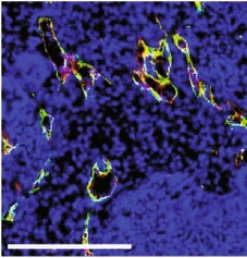 Organoids fluorescence cell culture