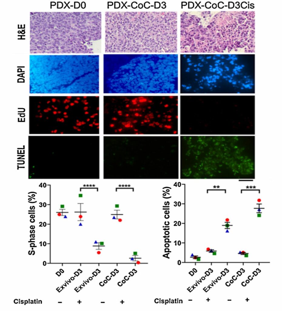 Tumor Drug Response