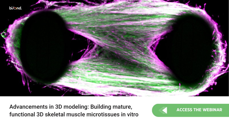 Building mature, functional 3D skeletal muscle microtissues in vitro